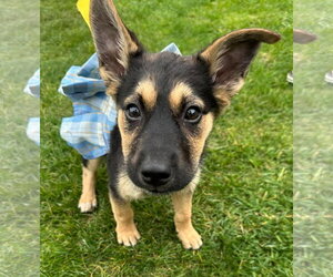 German Shepherd Dog-Unknown Mix Dogs for adoption in Germantown, OH, USA