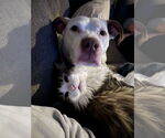 Small #1 Staffordshire Bull Terrier Mix