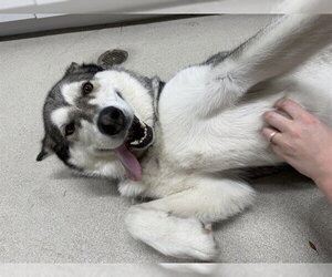 Alaskan Malamute Dogs for adoption in Fairbanks, AK, USA