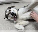 Small Alaskan Malamute