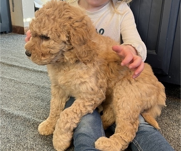 Medium Photo #2 Double Doodle Puppy For Sale in GOSHEN, IN, USA