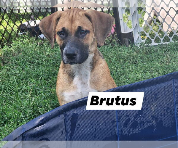 Medium Photo #2 Black Mouth Cur-Unknown Mix Puppy For Sale in Marine City, MI, USA