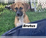 Small #1 Black Mouth Cur Mix