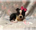 Small Photo #11 Boston Terrier Puppy For Sale in LAKELAND, FL, USA