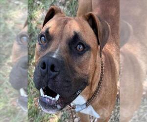 ALI - Male Boxer-Unknown Mix Dog for Adoption - Photo #3