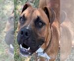 Small #2 Boxer Mix