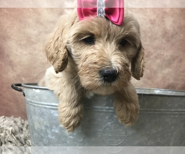 Medium Photo #13 Goldendoodle Puppy For Sale in CONCORD, NC, USA