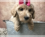 Small Photo #13 Goldendoodle Puppy For Sale in CONCORD, NC, USA