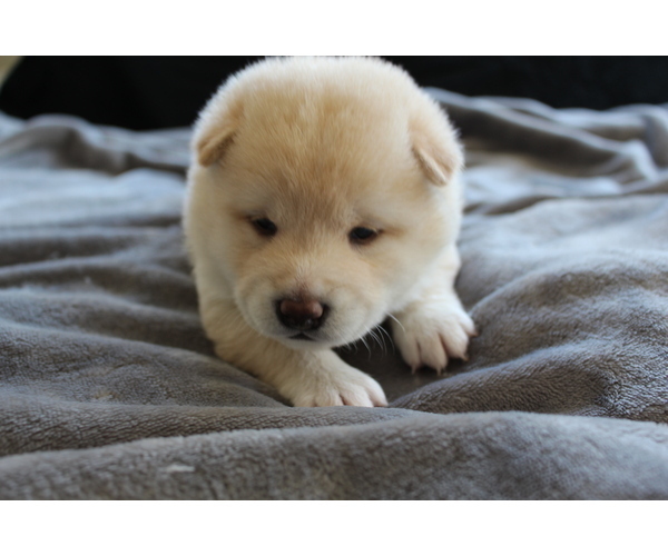 Medium Photo #25 Shiba Inu Puppy For Sale in VIRGINIA BCH, VA, USA