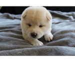 Small Photo #25 Shiba Inu Puppy For Sale in VIRGINIA BCH, VA, USA
