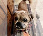 Small Photo #15 Puggle Puppy For Sale in Bellmawr, NJ, USA