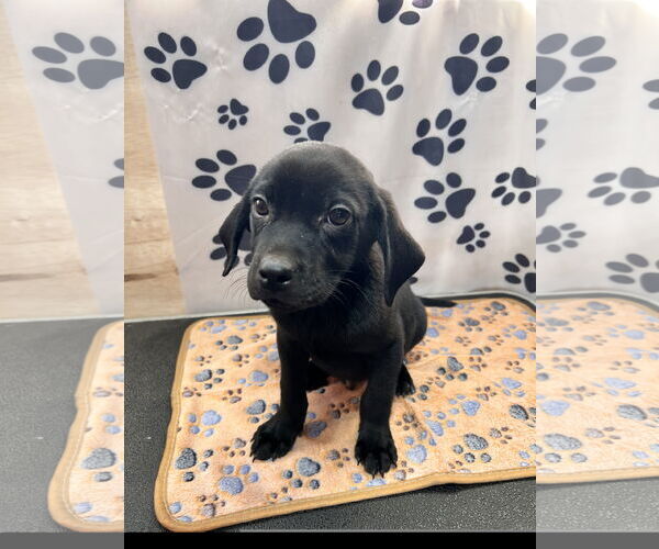 Medium Photo #2 Labrador Retriever Puppy For Sale in Tracy City, TN, USA