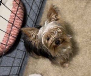 Yorkshire Terrier Puppy for sale in FAYETTEVILLE, NC, USA
