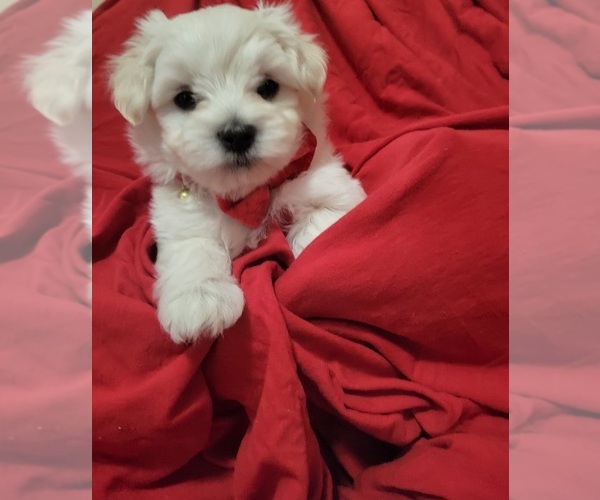 Medium Photo #8 Maltese Puppy For Sale in CHESAPEAKE, VA, USA