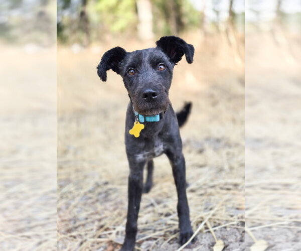 Medium Photo #2 Mutt Puppy For Sale in Sandy, UT, USA