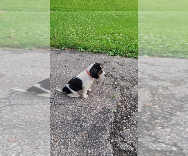 Medium Photo #8 Beagle Puppy For Sale in FENNIMORE, WI, USA