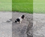 Small #7 Beagle