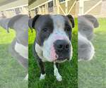 Small Photo #2 Mutt Puppy For Sale in Crete, IL, USA