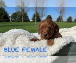 Image preview for Ad Listing. Nickname: Dark Smooth