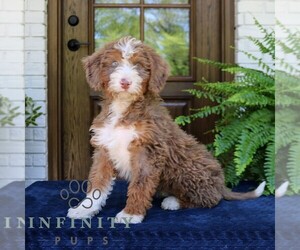 Bernedoodle (Miniature) Puppy for sale in NARVON, PA, USA