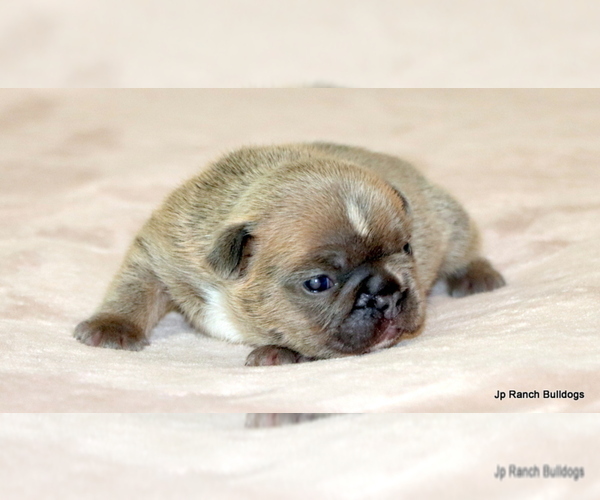 Medium Photo #1 French Bulldog Puppy For Sale in WINNSBORO, TX, USA