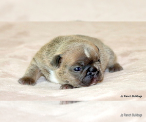 Medium French Bulldog