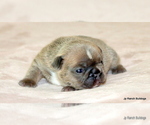 Puppy Charlie French Bulldog