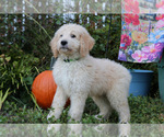 Puppy Snoopy Goldendoodle