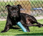 Small #1 Staffordshire Bull Terrier Mix