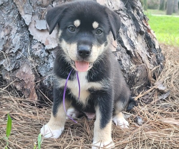 Medium Photo #1 German Shorthaired Lab-Siberian Husky Mix Puppy For Sale in DICKINSON, TX, USA