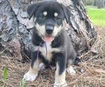 Small Photo #1 German Shorthaired Lab-Siberian Husky Mix Puppy For Sale in DICKINSON, TX, USA