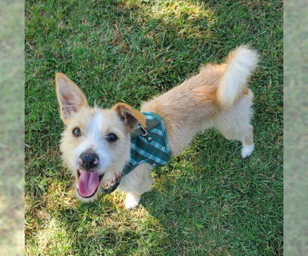 Medium Photo #1 Mutt Puppy For Sale in Ventura, CA, USA