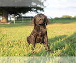 Small Photo #8 Labrador Retriever Puppy For Sale in SARCOXIE, MO, USA