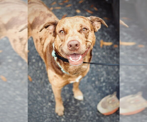 Medium Photo #22 Mutt Puppy For Sale in Candler, NC, USA