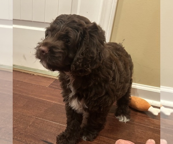 Medium Photo #13 Cockapoo Puppy For Sale in BLUE MOUNTAIN, MS, USA