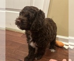 Small #3 Cockapoo