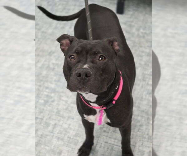 Medium Photo #1 Mutt Puppy For Sale in Fort Collins, CO, USA