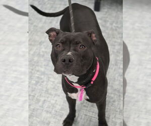 Mutt Dogs for adoption in Fort Collins, CO, USA