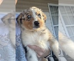 Puppy Cupid Australian Shepherd