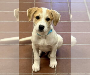 Labrador Retriever-Unknown Mix Dogs for adoption in Jefferson, NJ, USA
