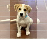 Small Labrador Retriever Mix