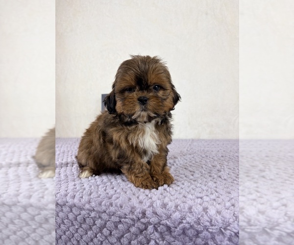 Medium Photo #4 Shih-Poo Puppy For Sale in INDIANAPOLIS, IN, USA