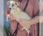 Small #1 Gerberian Shepsky