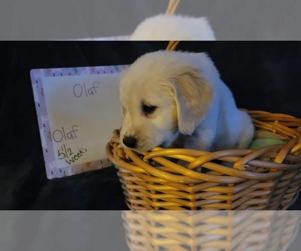 Medium Photo #24 Golden Retriever Puppy For Sale in VOORHEES, NJ, USA
