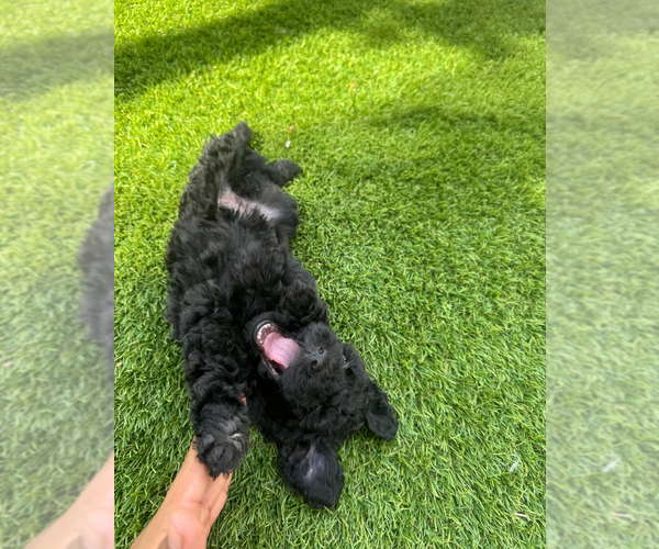 Medium Photo #10 Doodle-Goldendoodle Mix Puppy For Sale in WESTON, FL, USA