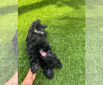 Small #9 Doodle-Goldendoodle Mix