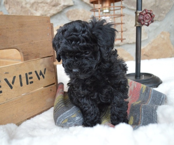 Medium Photo #5 Shih-Poo Puppy For Sale in HONEY BROOK, PA, USA
