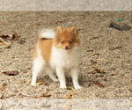Small #4 Pomeranian
