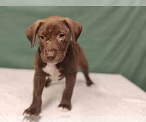 Hattie * - Female Labrador Retriever-Unknown Mix Dog for Adoption - Photo #2