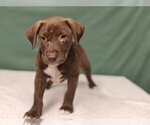 Small Photo #2 Labrador Retriever-Unknown Mix Puppy For Sale in Royal Palm Beach, FL, USA